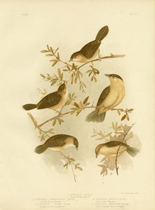 金色の頭のCisticolaまたは金をかぶったCisticola、1891 作： Gracius Broinowski
